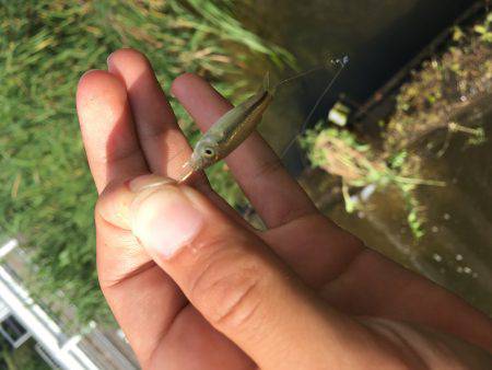 オイカワめっちゃ綺麗