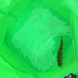 キスのつもりがサビキw