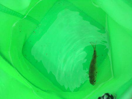 キスのつもりがサビキw