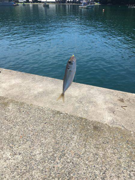 釣り始め遅すぎたw