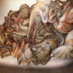 安定のタコ釣り16