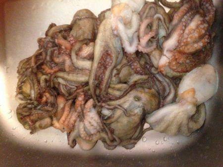 安定のタコ釣り16