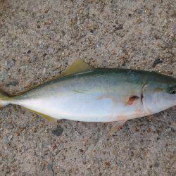 ハマチツーシオワン