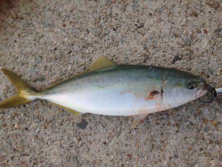 ハマチツーシオワン