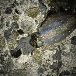 穴釣り、ライトエギング