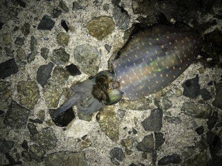 穴釣り、ライトエギング