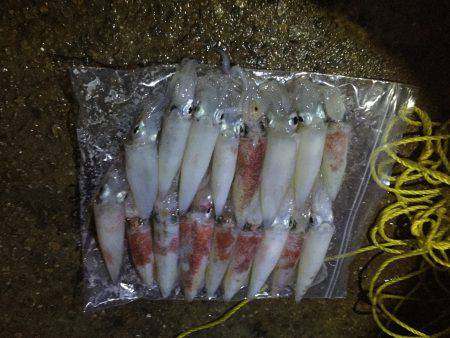 ケンサキイカ 大爆釣