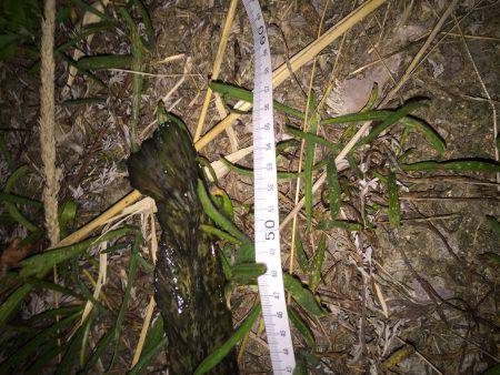 スリル満点の夜遊び