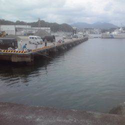 グレ3枚、アイゴ2枚、豆アジ14匹