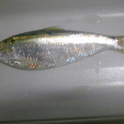 メッキ１２匹ほか