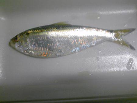 メッキ１２匹ほか