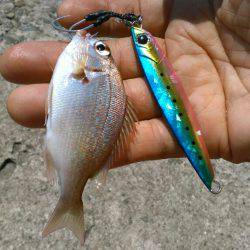 ショアジギング（小魚編）