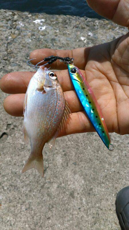 ショアジギング（小魚編）