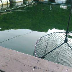 海上釣り堀レインボーでヒラマサ、カンパチ狙い