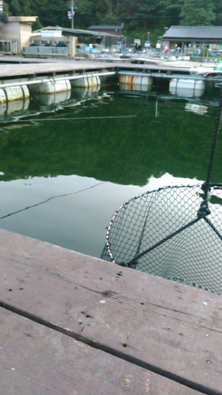 海上釣り堀レインボーでヒラマサ、カンパチ狙い