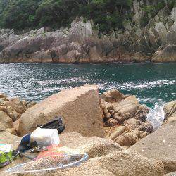 初めてのダツ科