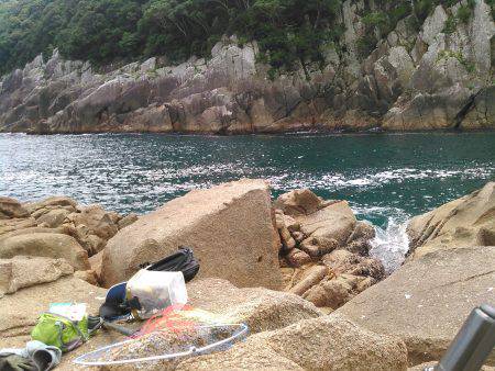 初めてのダツ科