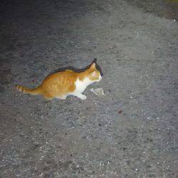 ライトエギング