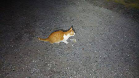 ライトエギング