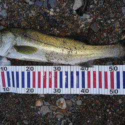 リバーシーバス