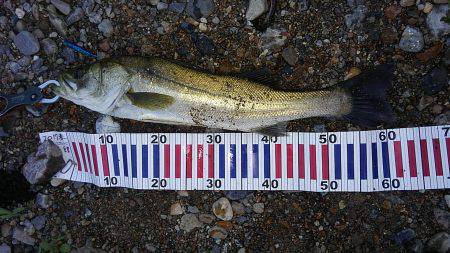 リバーシーバス