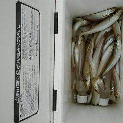 投げ釣りシロギス