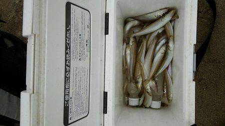 投げ釣りシロギス