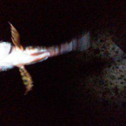 リベンジ…ならず