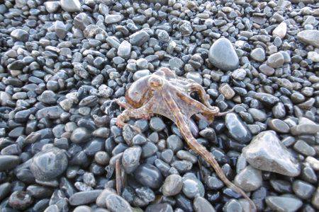 サーフオクトパッシング