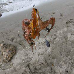 新子シーズン開幕(笑)