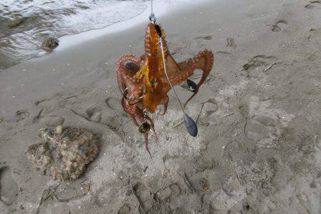 新子シーズン開幕(笑)