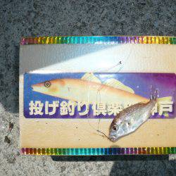 志筑バス停前でキス狙い