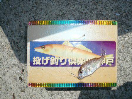 志筑バス停前でキス狙い