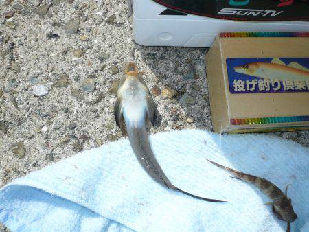 今回も夜釣りからキス狙い