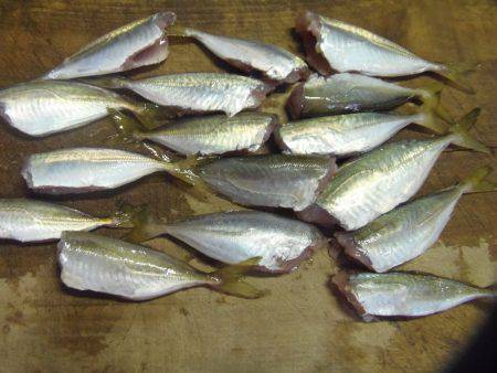 外道　ゴンズイ多い