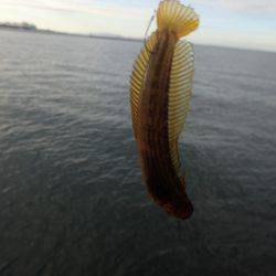 今日はキス狙い。