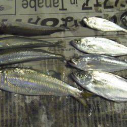 小アジ　サヨリ等