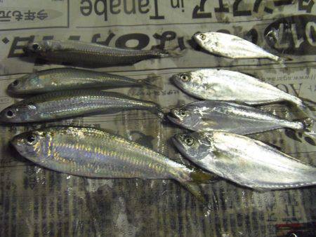 小アジ　サヨリ等