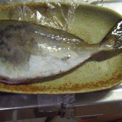 グレ、アイゴ、豆アジ他