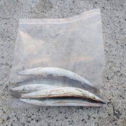 淡路島タチウオ釣行