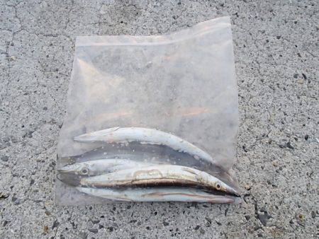 淡路島タチウオ釣行