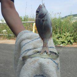 アコウ、キス、チャリコ、アジ、シオ、グレなどなど良く釣れました。