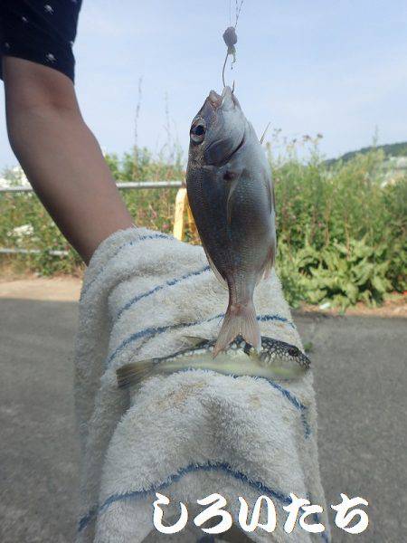 アコウ、キス、チャリコ、アジ、シオ、グレなどなど良く釣れました。