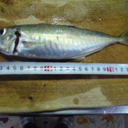 小サババカ釣り