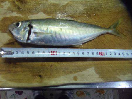 小サババカ釣り