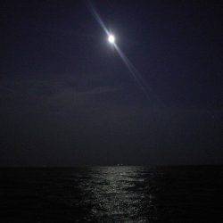 良型クロダイ4枚&メジナ30cm!!