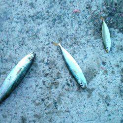 クロダイ45cm&メジナ30cm弱!!