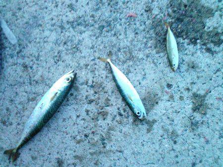 クロダイ45cm&メジナ30cm弱!!