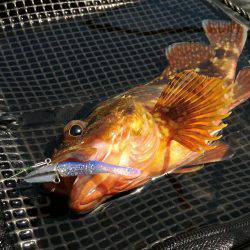 ガシラポンポン