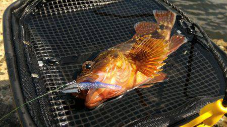 ガシラポンポン